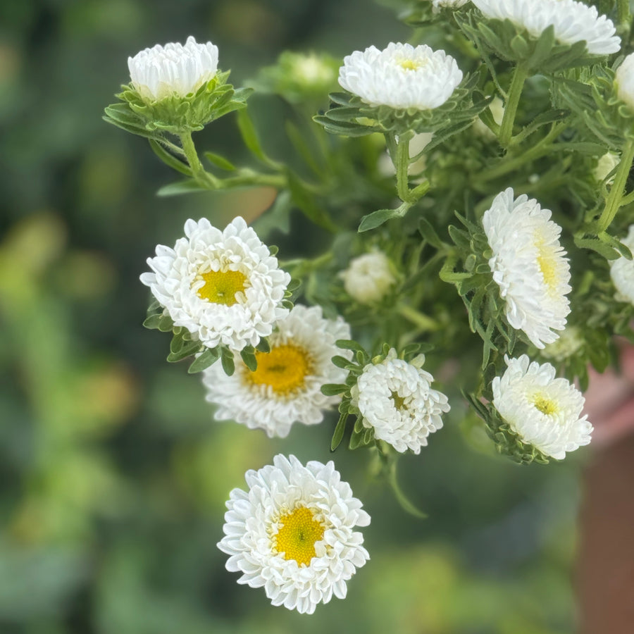 ASTERS WHITE CLOSE UP 