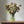 Load image into Gallery viewer, APRICOT ASTERS IN SMALL VASE
