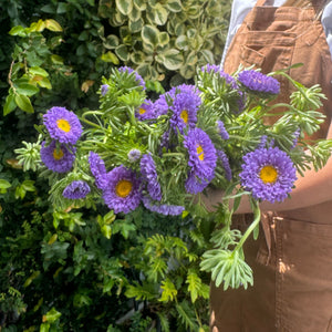 ASTER PURPLE MARKET BUNCH