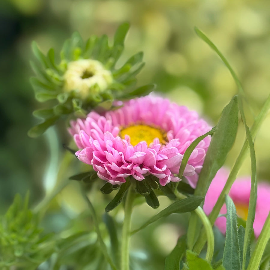 ASTER SINGLE FLOWER