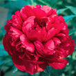Load image into Gallery viewer, FARM FRESH PEONY ROSES - TRIPLE BUNCH (15 STEMS)
