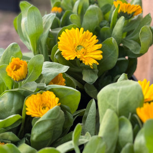 BRIGHT YELLOW FLOWERS 