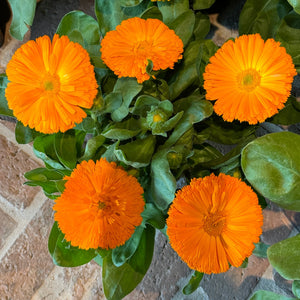 BRIGHT ORANGE FLOWERS 