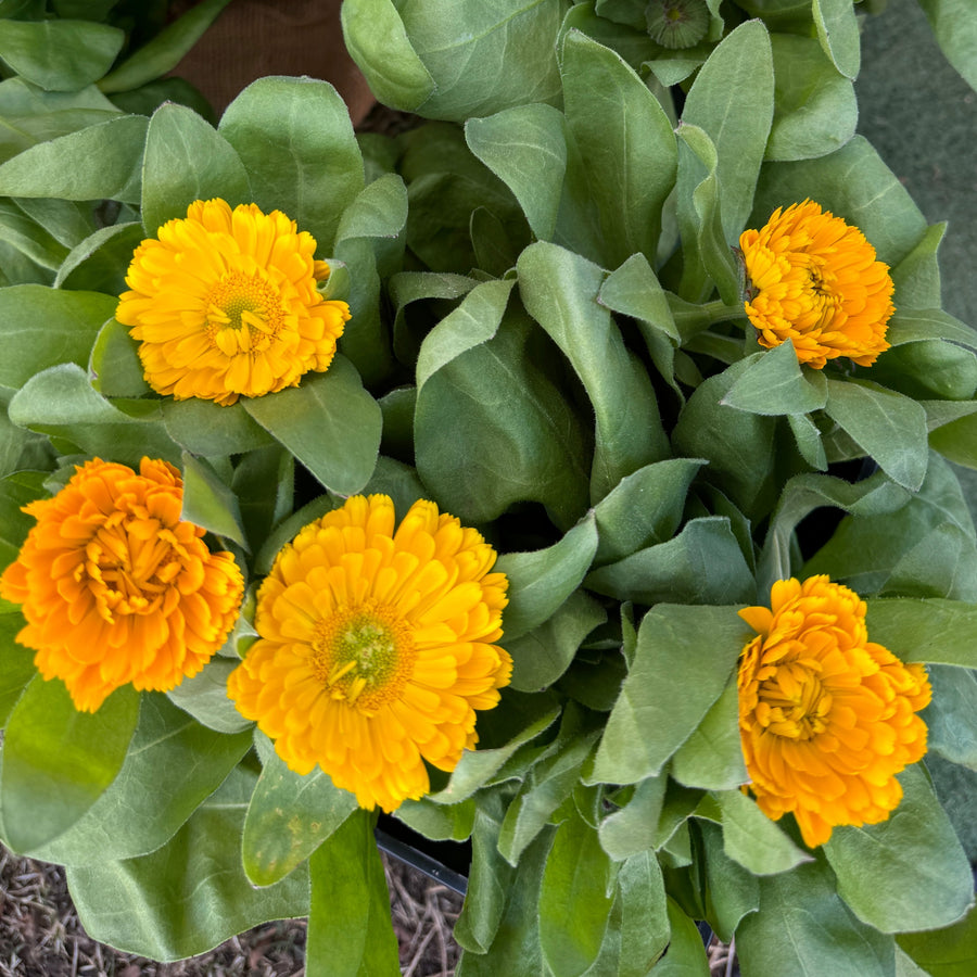 CALENDULA (POT MARIGOLD) YELLOW SINGLE FLOWER