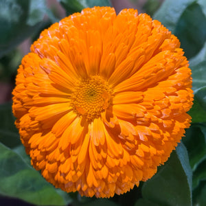 CALENDULA S (POT MARIGOLD) SINGLE FLOWER ORANGE