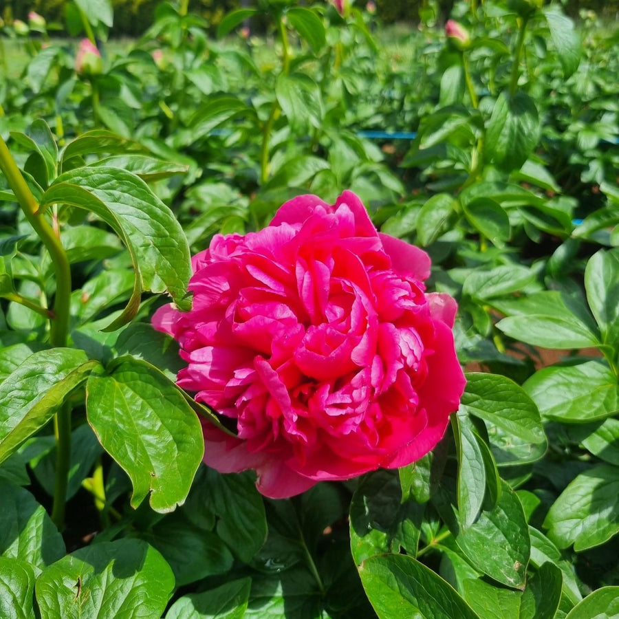 FARM FRESH PEONY ROSES - TRIPLE BUNCH (15 STEMS)