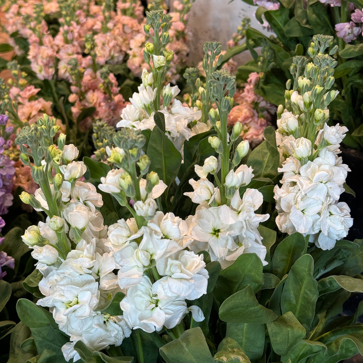 FARM FRESH STOCKS - SINGLE BUNCH (5 STEMS) – Farmgate Flowers Direct