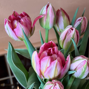 FARM FRESH TULIPS - DOUBLE BUNCH (20 STEMS)