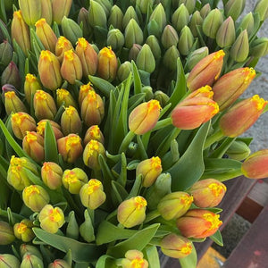 FARM FRESH TULIPS - DOUBLE BUNCH (20 STEMS)