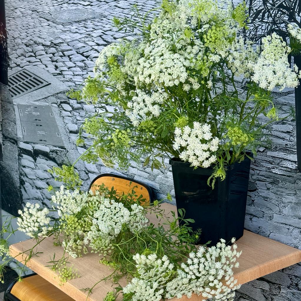 FARM FRESH FOLIAGE QUEEN ANNE'S LACE Farmgate Flowers Direct