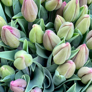 FARM FRESH TULIPS - DOUBLE BUNCH (20 STEMS)