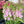 Load image into Gallery viewer, FARM FRESH SNAPDRAGONS - SINGLE BUNCH (5 STEMS)
