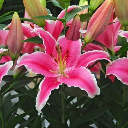 FARMGATE ORIENTAL LILY ( LILIES / LILIUM ) - SINGLE BUNCH (3 STEMS ...