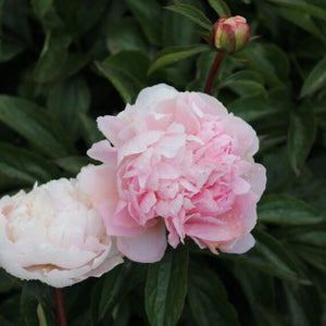 FARM FRESH PEONY ROSES - TRIPLE BUNCH (15 STEMS)