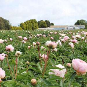 FARM FRESH PEONY ROSES - TRIPLE BUNCH (15 STEMS)