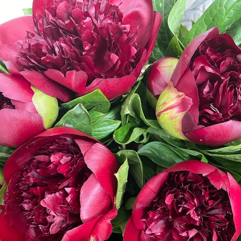 FARM FRESH PEONY ROSES - SINGLE BUNCH (5 STEMS)