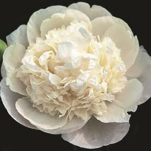 FARM FRESH PEONY ROSES - SINGLE BUNCH (5 STEMS)