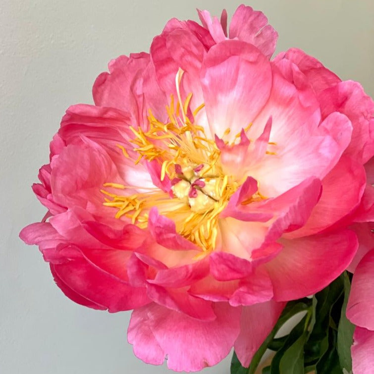 FARM FRESH PEONY ROSES - SINGLE BUNCH (5 STEMS)