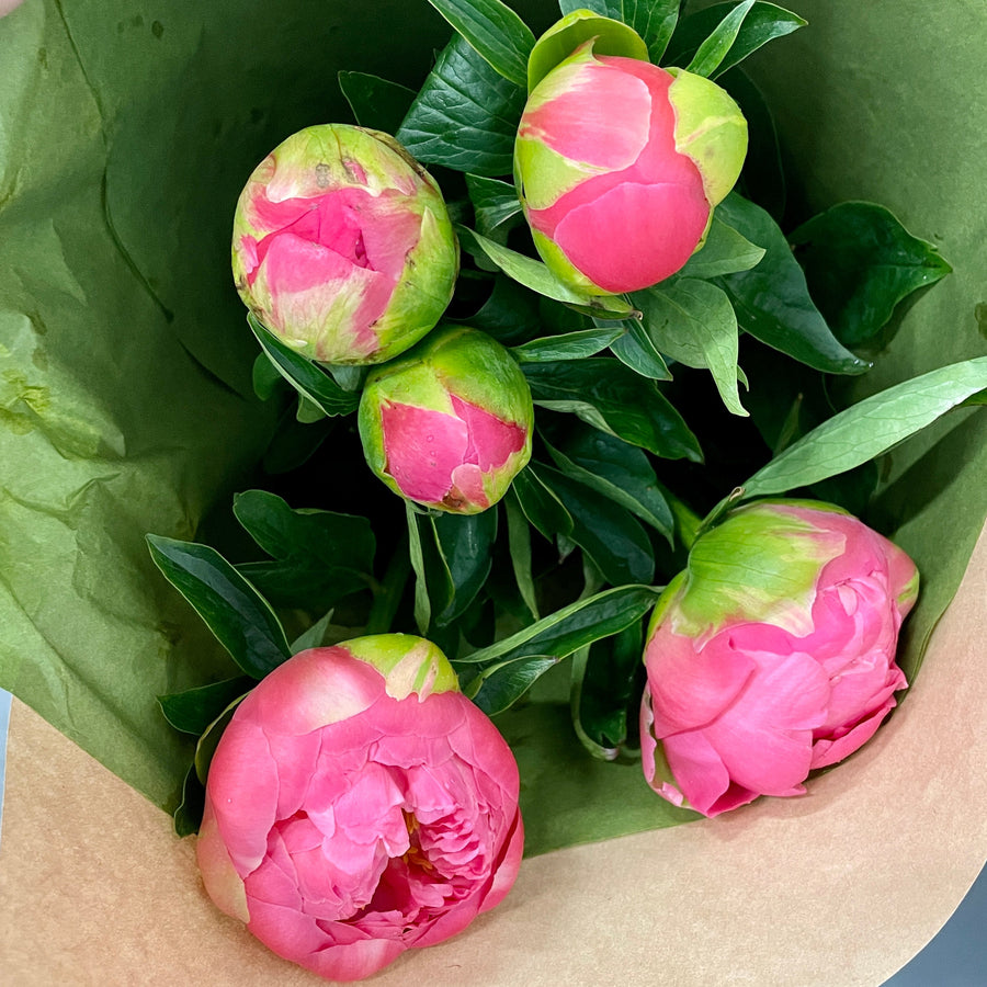 FARM FRESH PEONY ROSES - SINGLE BUNCH (5 STEMS)