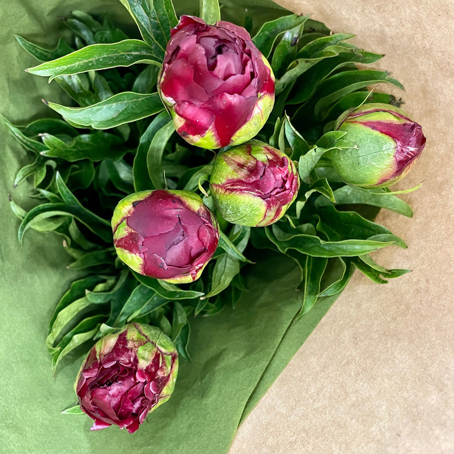 FARM FRESH PEONY ROSES - SINGLE BUNCH (5 STEMS)