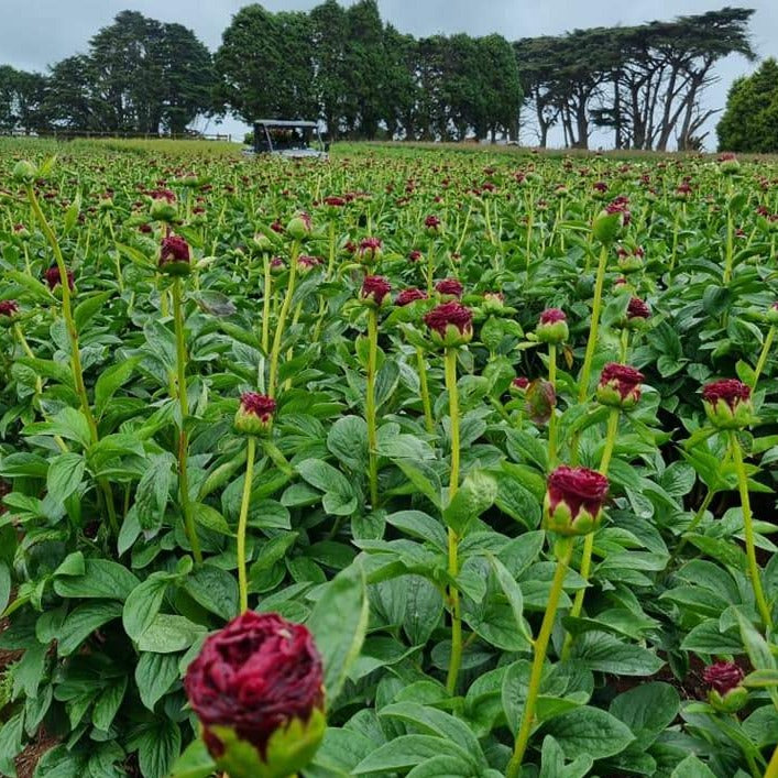 FARM FRESH PEONY ROSES - SINGLE BUNCH (5 STEMS)