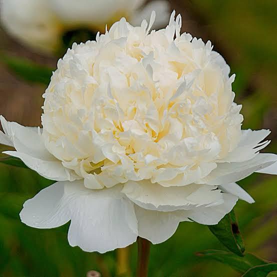 FARM FRESH PEONY ROSES - SINGLE BUNCH (5 STEMS)