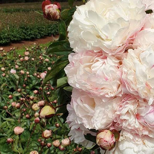 FARM FRESH PEONY ROSES - SINGLE BUNCH (5 STEMS)