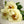 Load image into Gallery viewer, FARM FRESH PEONY ROSES - SINGLE BUNCH (5 STEMS)
