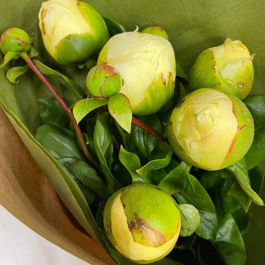 FARM FRESH PEONY ROSES - SINGLE BUNCH (5 STEMS)