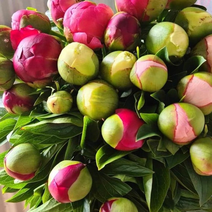 FARM FRESH PEONY ROSES - SINGLE BUNCH (5 STEMS)