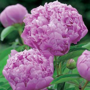 FARM FRESH PEONY ROSES - TRIPLE BUNCH (15 STEMS)