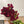 Load image into Gallery viewer, FARM FRESH PEONY ROSES - TRIPLE BUNCH (15 STEMS)
