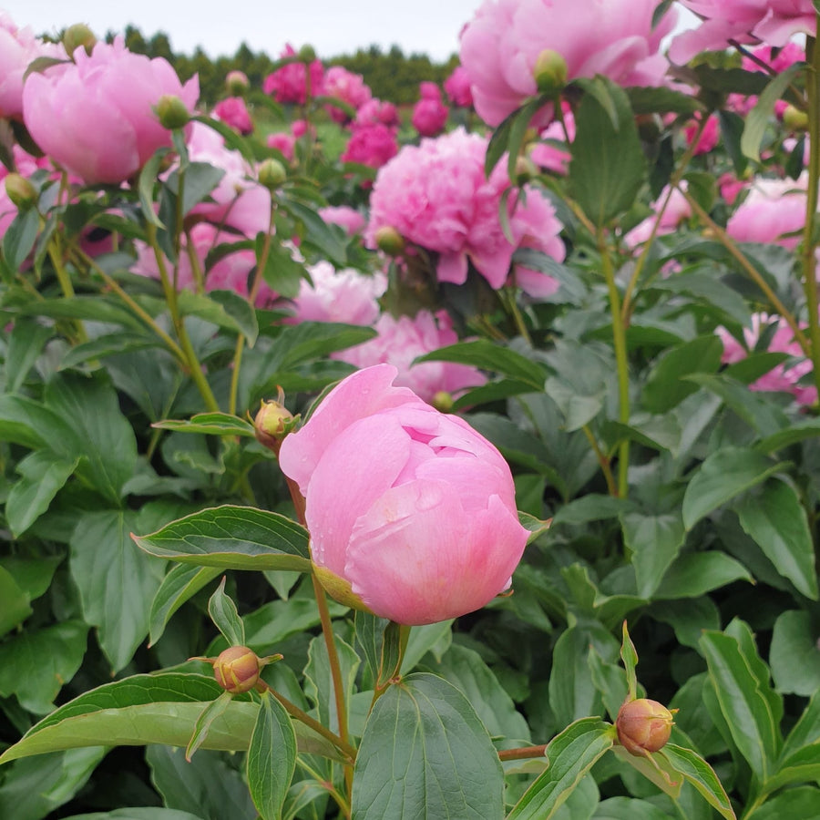 FARM FRESH PEONY ROSES - TRIPLE BUNCH (15 STEMS)