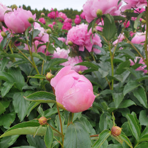 FARM FRESH PEONY ROSES - SINGLE BUNCH (5 STEMS)