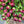 Load image into Gallery viewer, FARM FRESH PEONY ROSES - TRIPLE BUNCH (15 STEMS)
