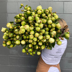 FARM FRESH PEONY ROSES - TRIPLE BUNCH (15 STEMS)