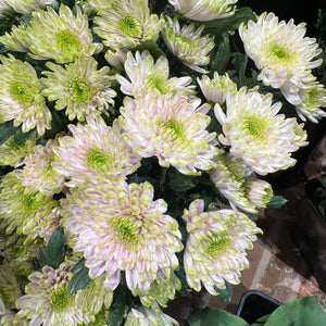 FARM FRESH CHRYSANTHEMUMS - SINGLE BUNCH