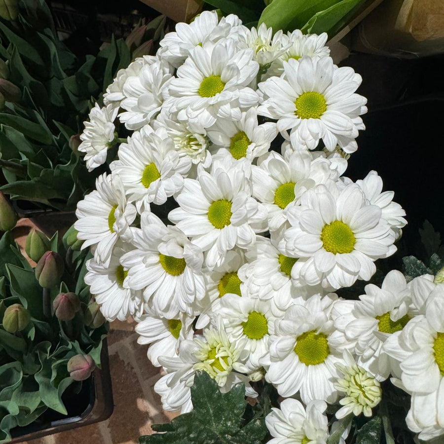 FARM FRESH CHRYSANTHEMUMS - SINGLE BUNCH