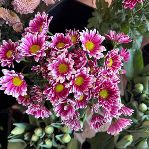 FARM FRESH CHRYSANTHEMUMS - SINGLE BUNCH