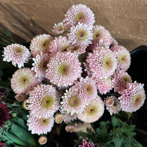 FARM FRESH CHRYSANTHEMUMS - SINGLE BUNCH