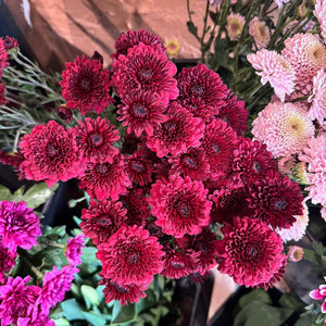 FARM FRESH CHRYSANTHEMUMS - SINGLE BUNCH