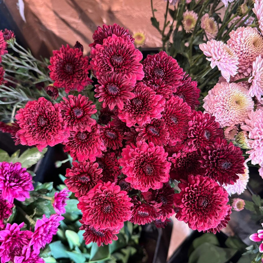 FARM FRESH CHRYSANTHEMUMS - SINGLE BUNCH