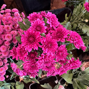 FARM FRESH CHRYSANTHEMUMS - SINGLE BUNCH