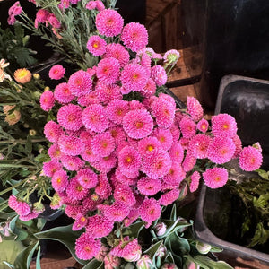 FARM FRESH CHRYSANTHEMUMS - SINGLE BUNCH