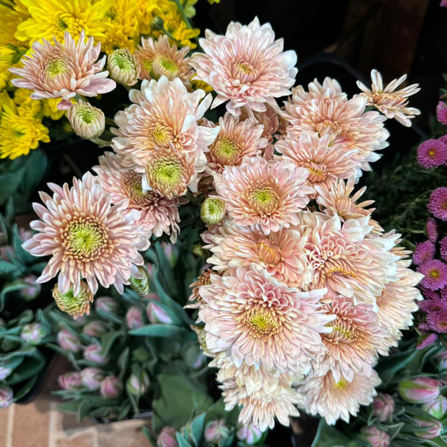 FARM FRESH CHRYSANTHEMUMS - SINGLE BUNCH