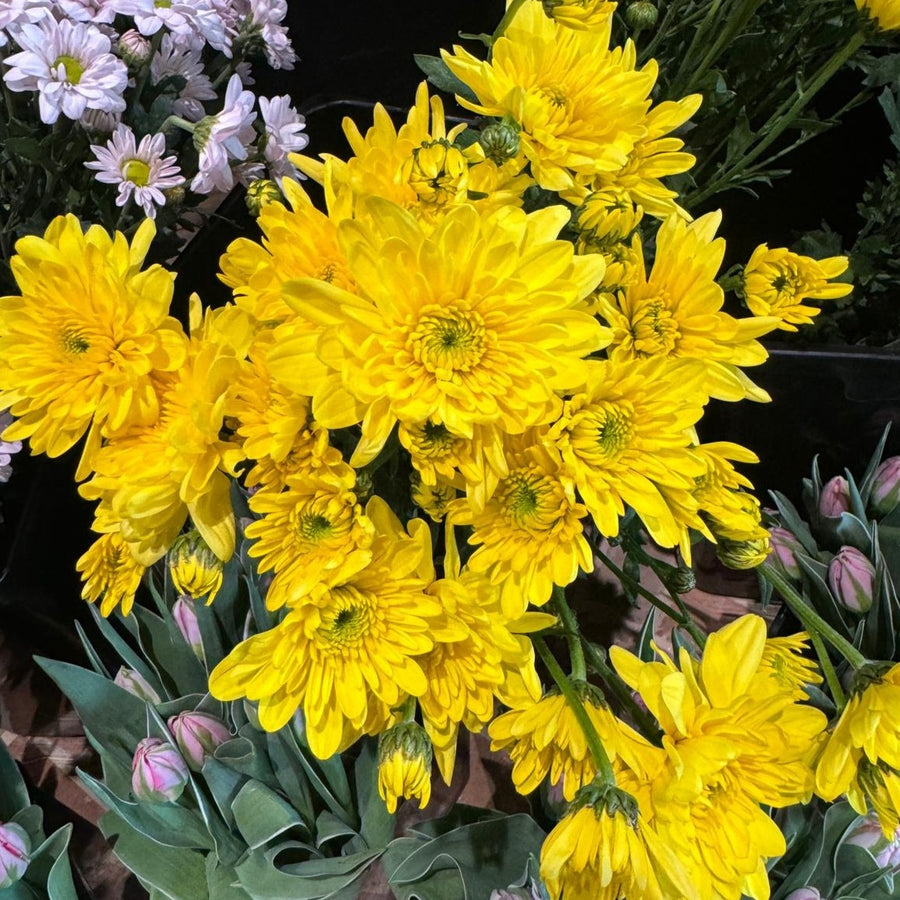 FARM FRESH CHRYSANTHEMUMS - SINGLE BUNCH