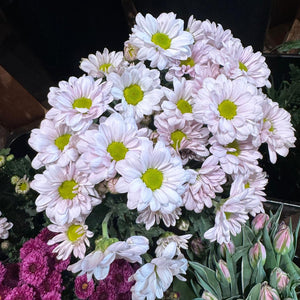 FARM FRESH CHRYSANTHEMUMS - SINGLE BUNCH