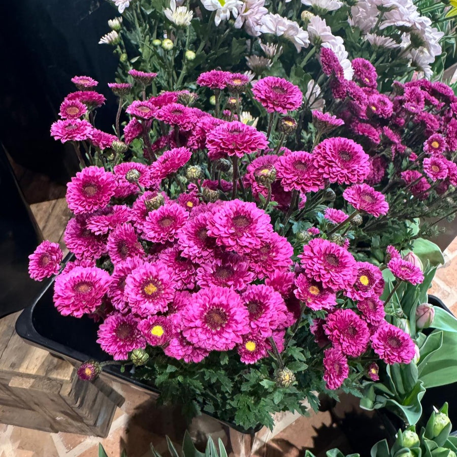 FARM FRESH CHRYSANTHEMUMS - SINGLE BUNCH