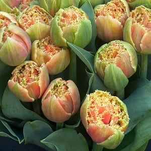 FARM FRESH TULIPS - TRIPLE BUNCH (30 STEMS)