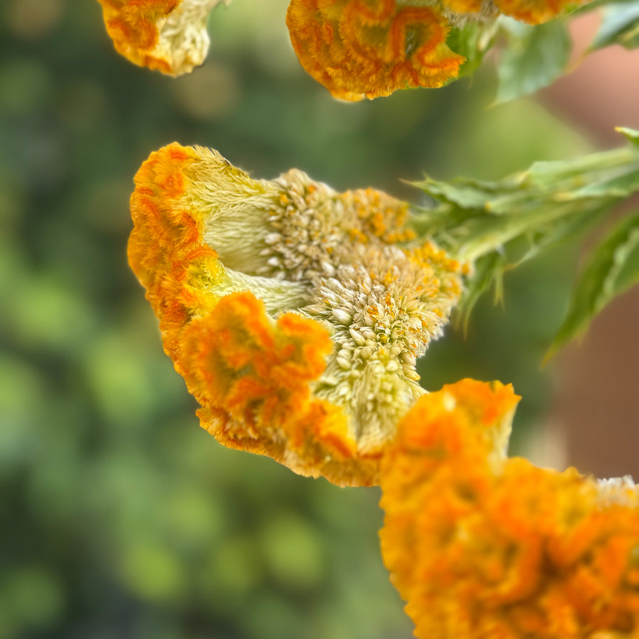 FARMGATE CELOSIA BRAIN FLOWER YELLOW CLOSE UP